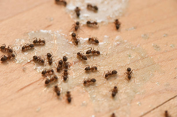 Flea Control Services in Waikapu, HI